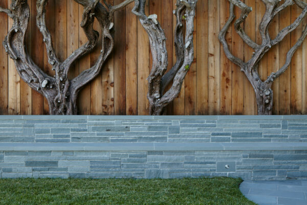 evoke a dramatic appeal by placing hollywood junipers against wooden fence on bluestone retaining wall