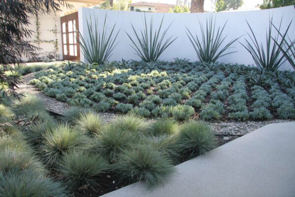 paint your backyard wall over smooth troweled stucco and plant spiky furcraea macdougalii for a dramatic effect